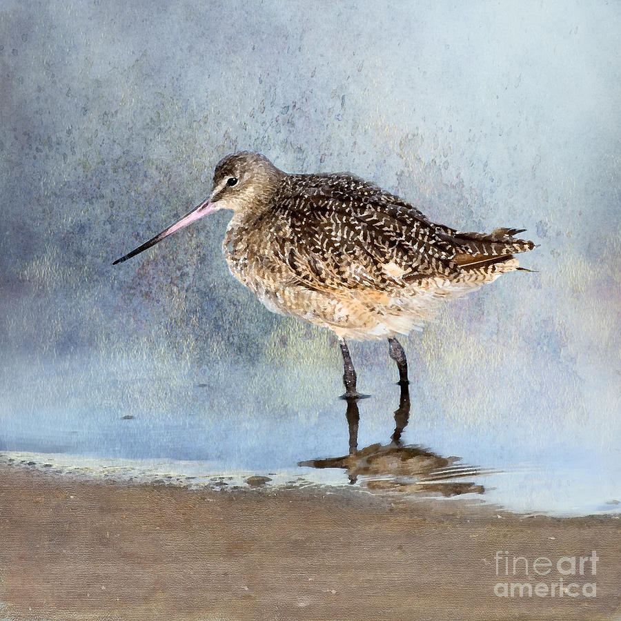 Marbled Godwit Photograph by Betty LaRue