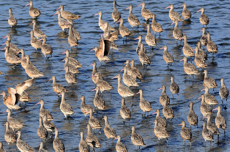 Marbled Godwit Flock Photograph by Theodore Clutter