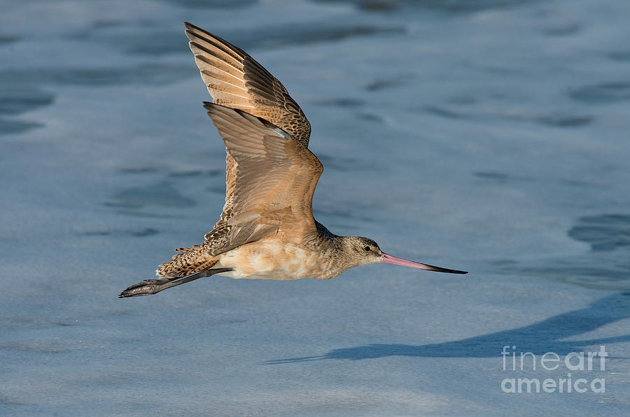 Marbled Godwit Flying Over Beach Photograph by Anthony Mercieca