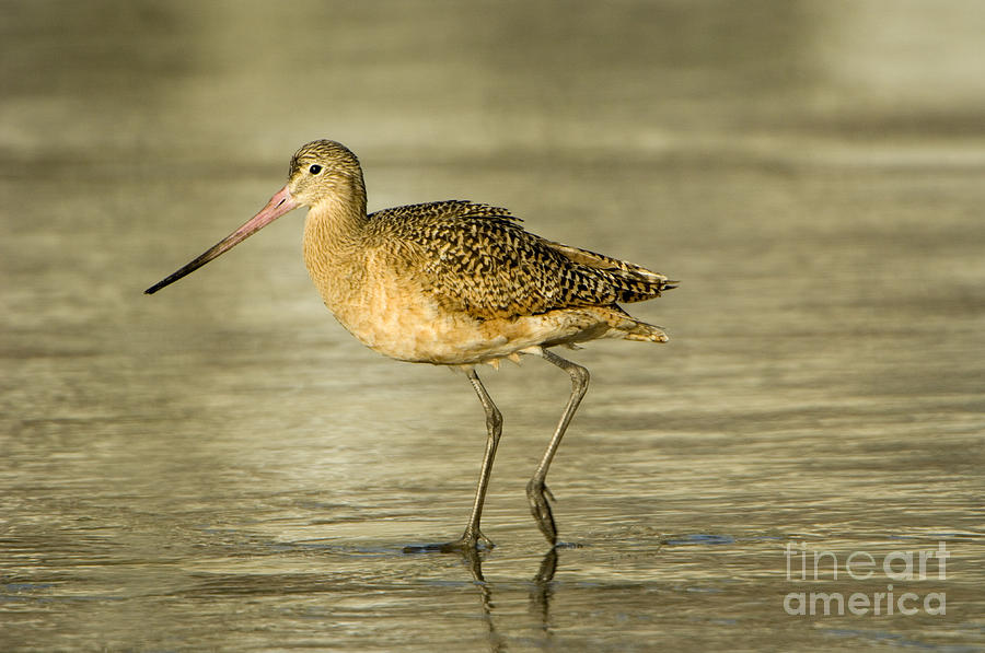 Marbled Godwit Photograph by John Shaw