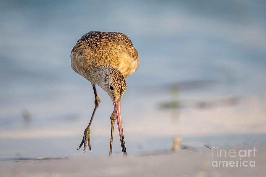 Marbled Godwit Photograph by Judy Rogero
