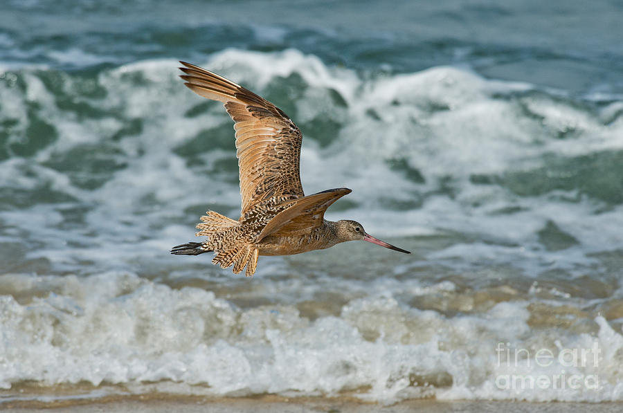 Marbled Godwit Over Surf Photograph by Anthony Mercieca