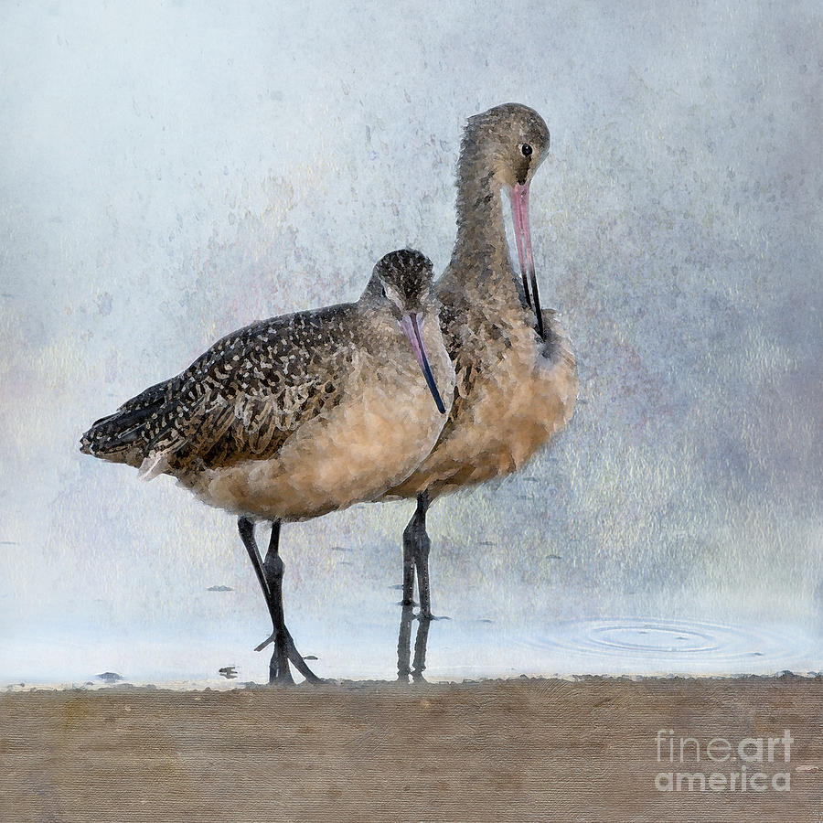 Marbled Godwit Pair Photograph by Betty LaRue
