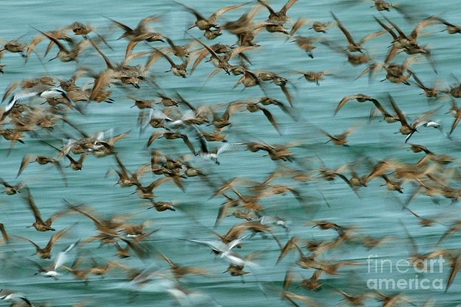 Marbled Godwits And Willets Photograph by Art Wolfe