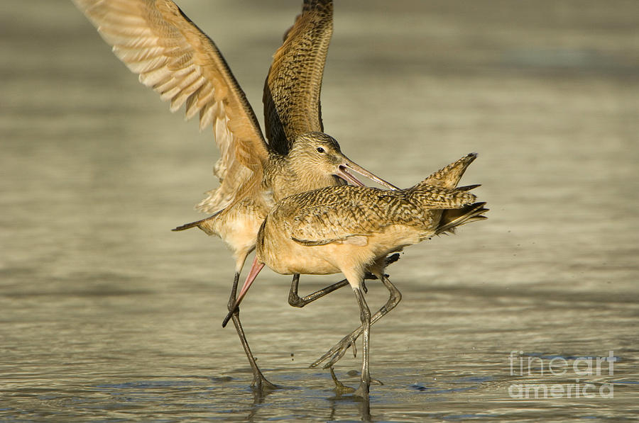 Marbled Godwits Photograph by John Shaw
