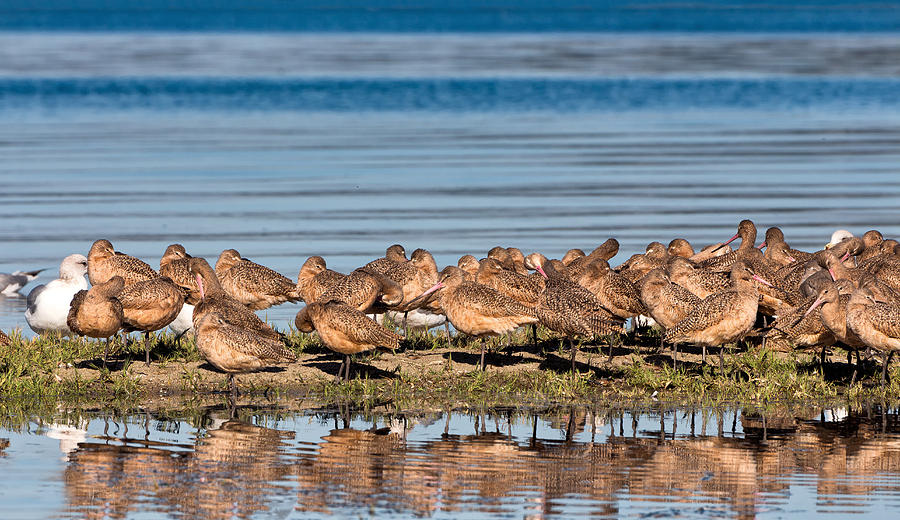 Marbled Godwits Reflected Photograph by Kathleen Bishop