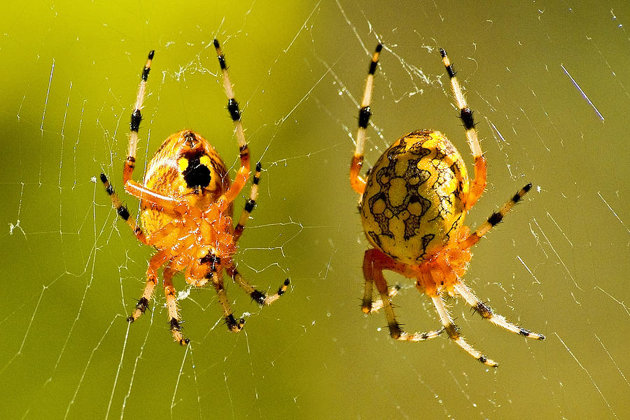 Marbled Orb Weaver Spider Photograph by Michael Whitaker