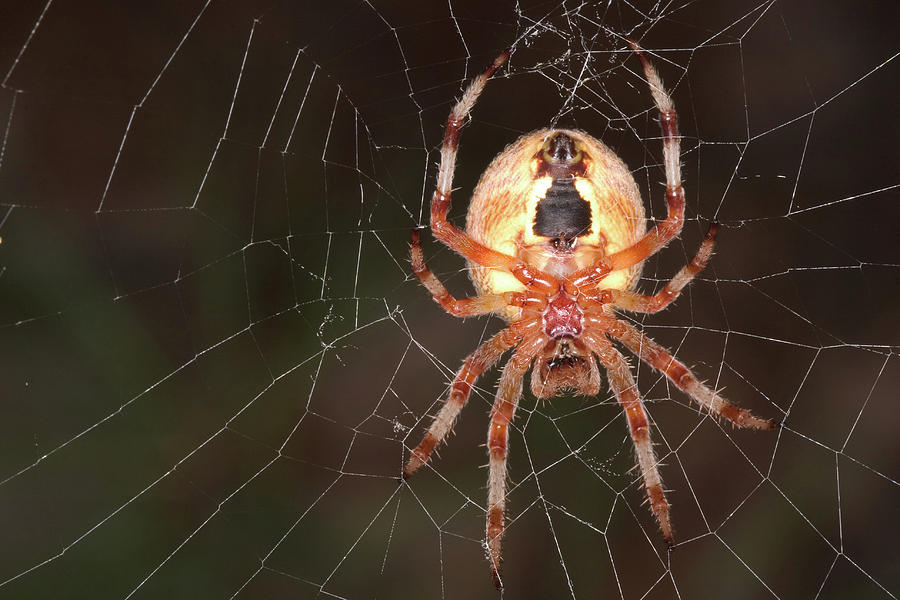 Marbled Orb Weaver Spider Photograph by Paul Whitten
