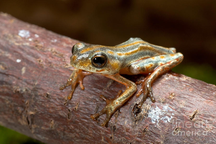 Marbled Reed Frog Photograph by Frank Teigler