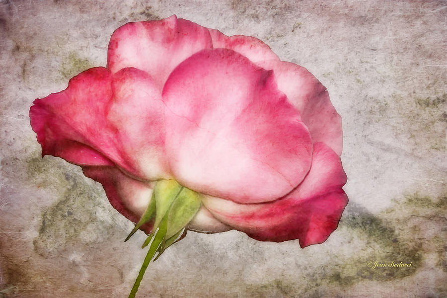 Marbled Rose Photograph by Joan Bertucci