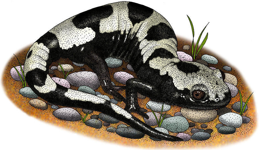 Marbled Salamander Photograph by Roger Hall