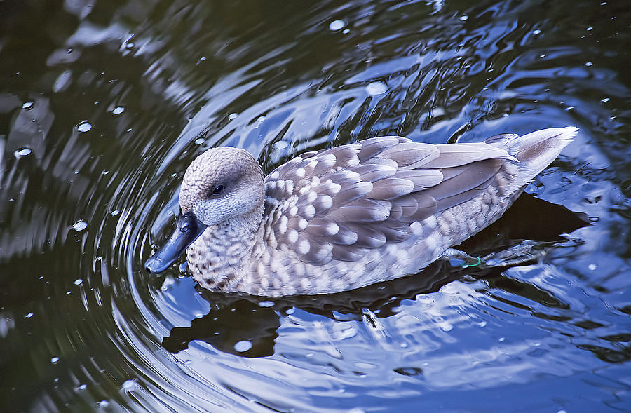 Marbled Teal Duck Photograph by Kenneth Albin