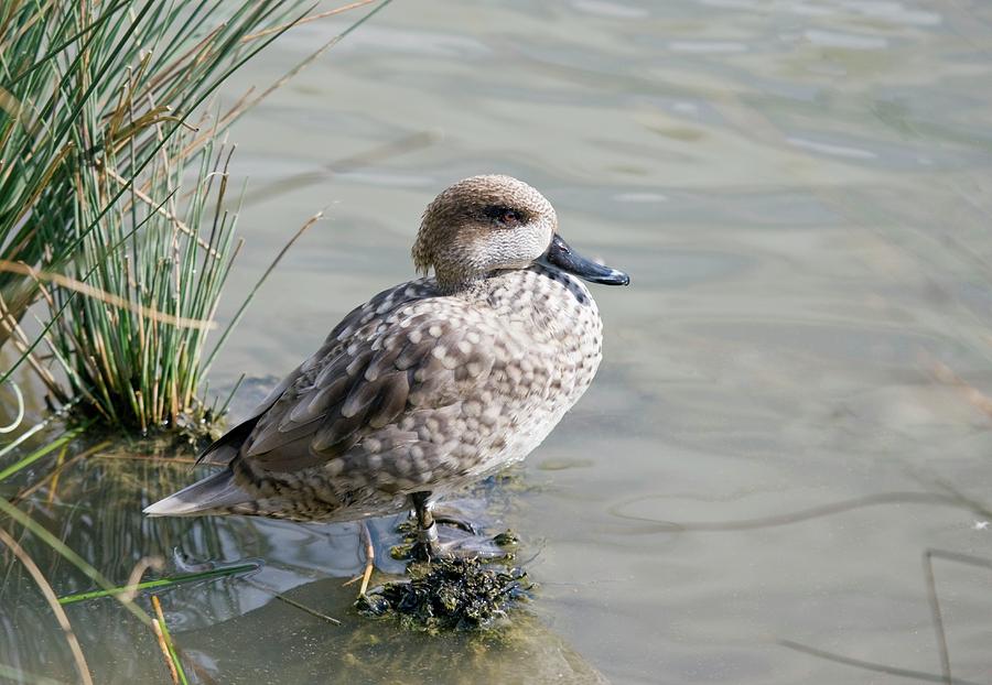 Duck Photograph - Marbled Teal by John Devries/science Photo Library