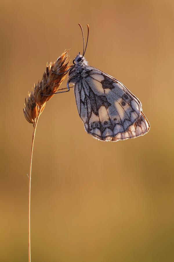 Butterfly Photograph - Marbled White Butterfly by Heath Mcdonald