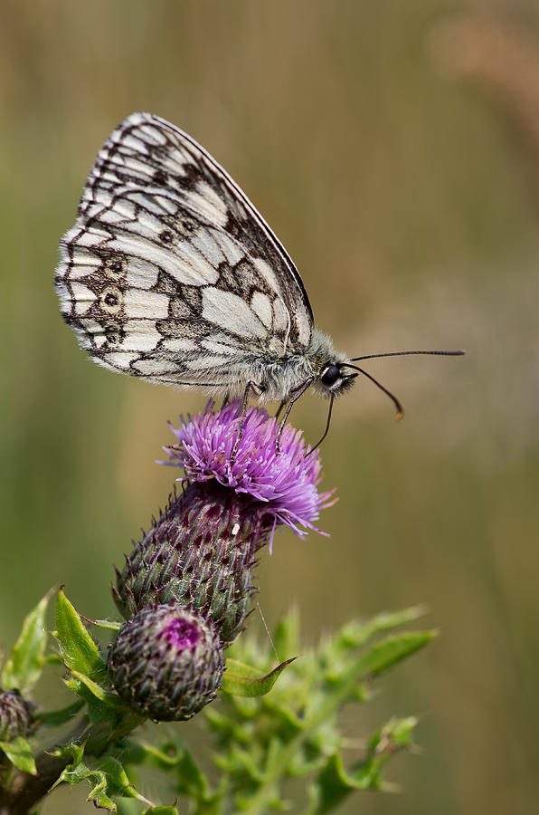 Marbled White Photograph by Pete Hemington
