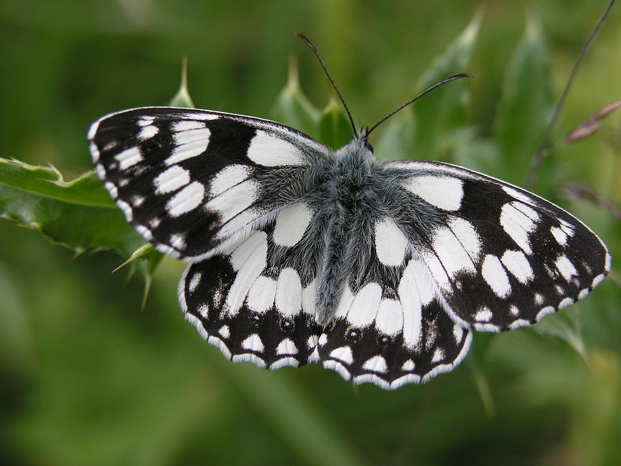 Marbled white Photograph by Ron Harpham