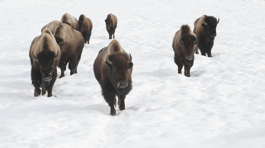Yellowstone National Park Photograph - March of the Bison by Amy Gerber