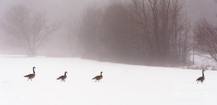 March of the Canadian Geese Photograph by Debra Fedchin