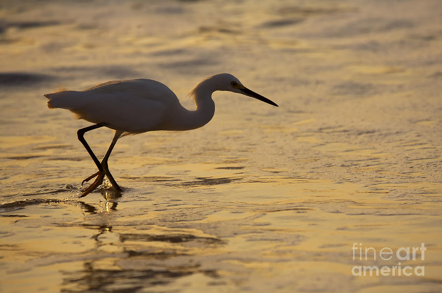 March of the Egret Photograph by Michael Dawson