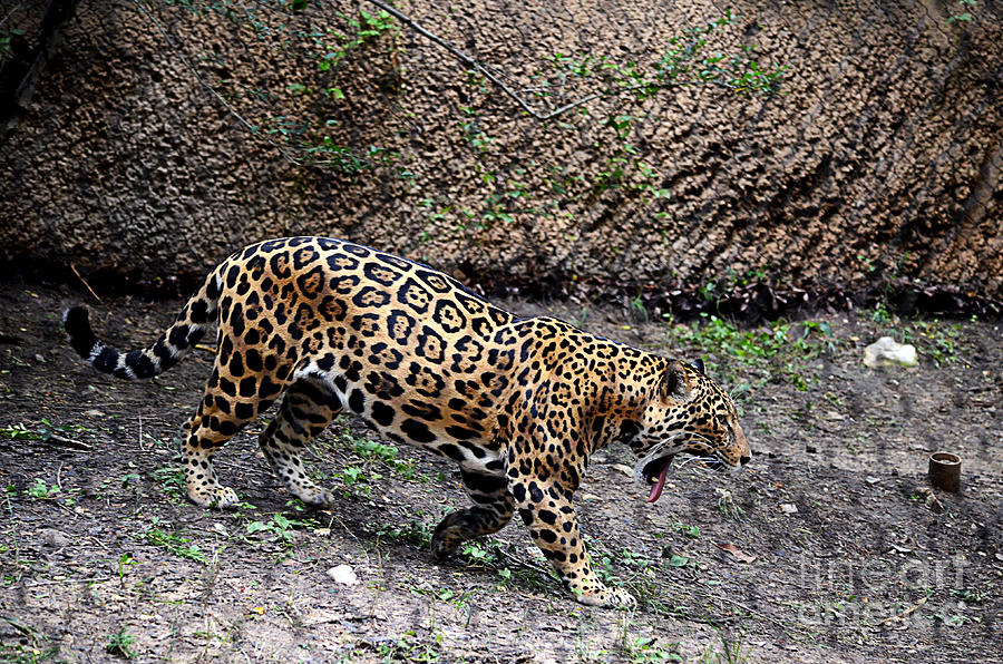 Fort Worth Photograph - March of the Jaguar by Hilton Barlow