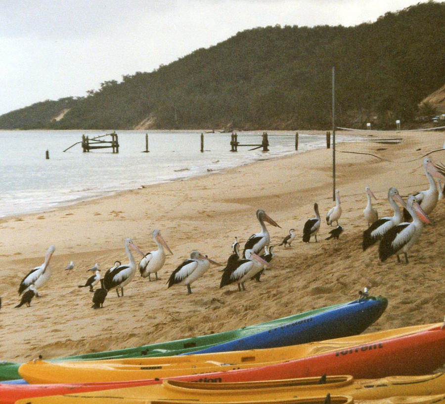 March of the Pelicans Photograph by Audrey Robillard