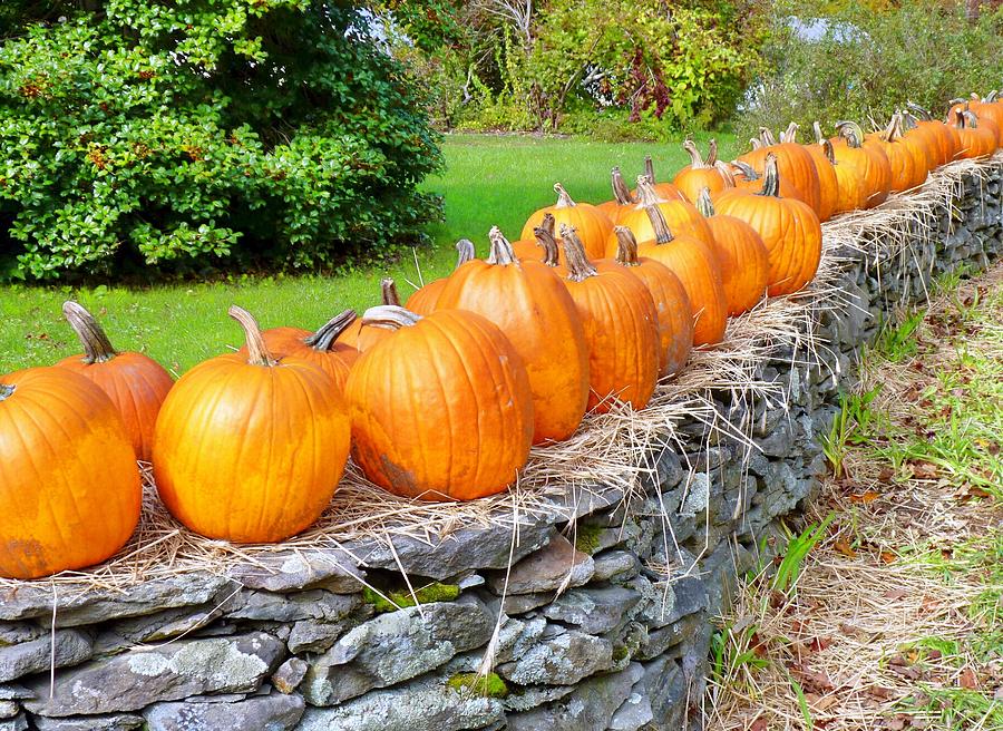 March of the pumpkins Photograph by Janice Drew
