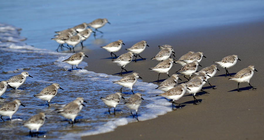 Wildlife Photograph - March Of The Sandpipers by Fraida Gutovich