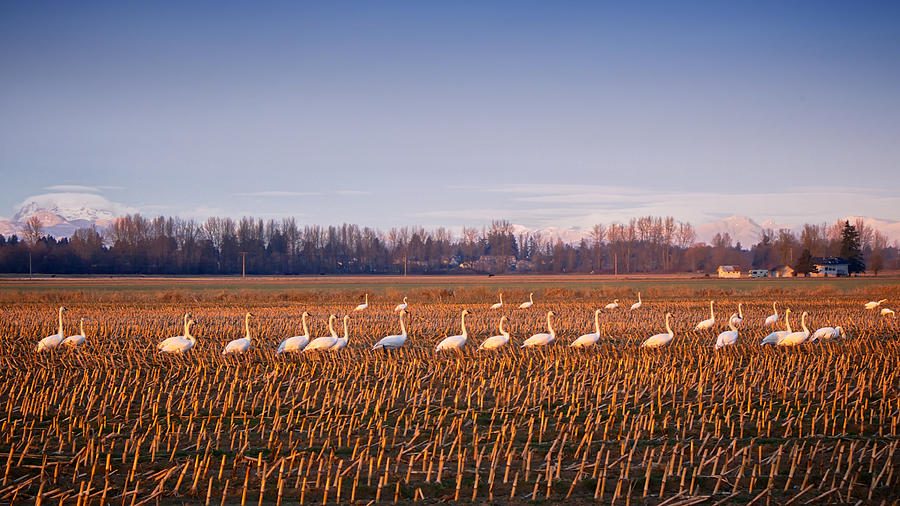 March of the Swans Photograph by Mary Lee Dereske
