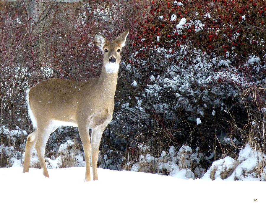 March Snow And A Doe Photograph by Will Borden