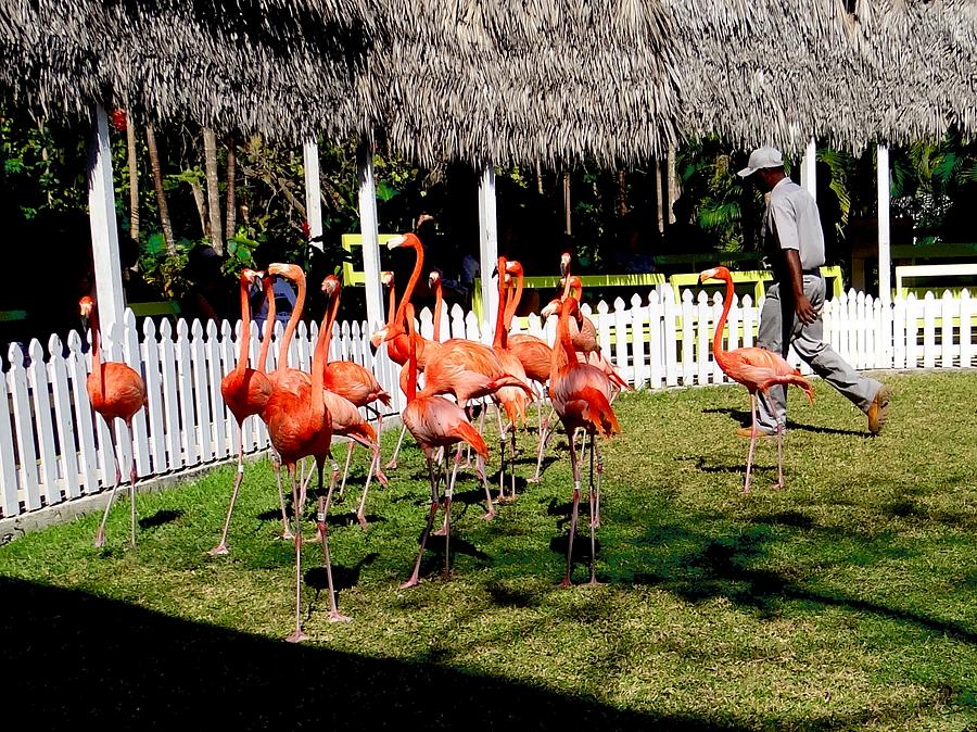 Marching Flamingos Photograph by Keith Stokes