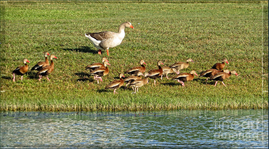 Marching Orders - Goose and Black Bellied Whistling Ducks Photograph by Ella Kaye Dickey