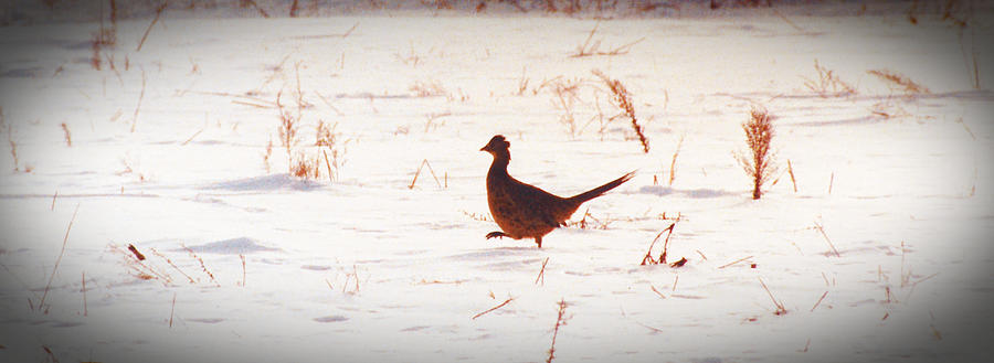 Marching Pheasant in Minnesota Winter Digital Art by R Thomas Brass