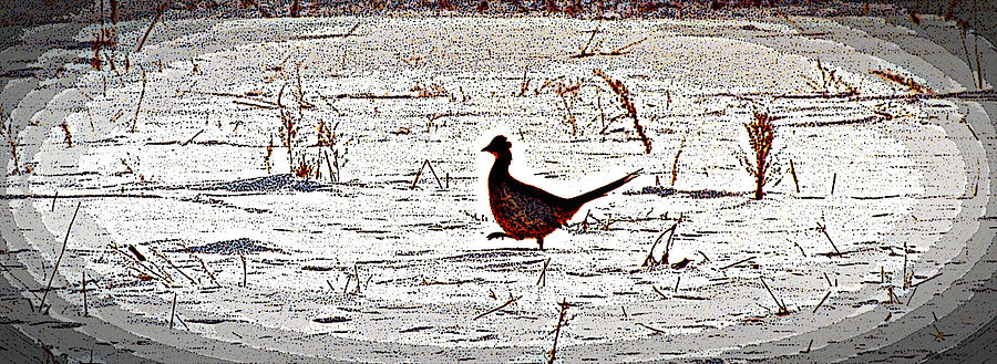 Marching Pheasant Digital Art by R Thomas Brass