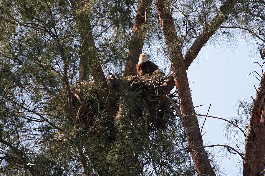 Marco Eagle - Protecting its Nest Photograph by Ronald Reid