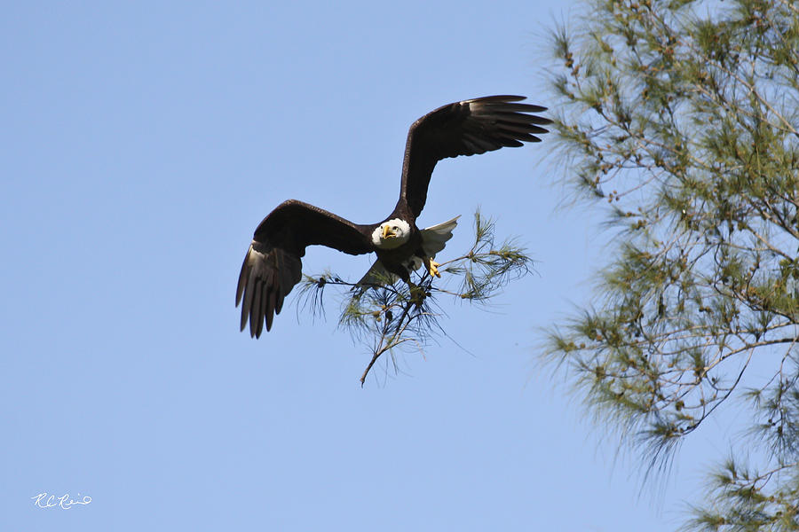 Marco Island Eagles Nest - Building Nest for Paleo and Calusa 3 Photograph by Ronald Reid