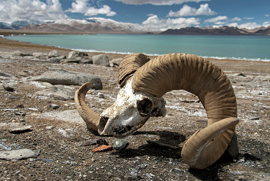 Marco Polo Sheep Skull, Karakul Lake Photograph by Guillem Lopez - Fine Art  America