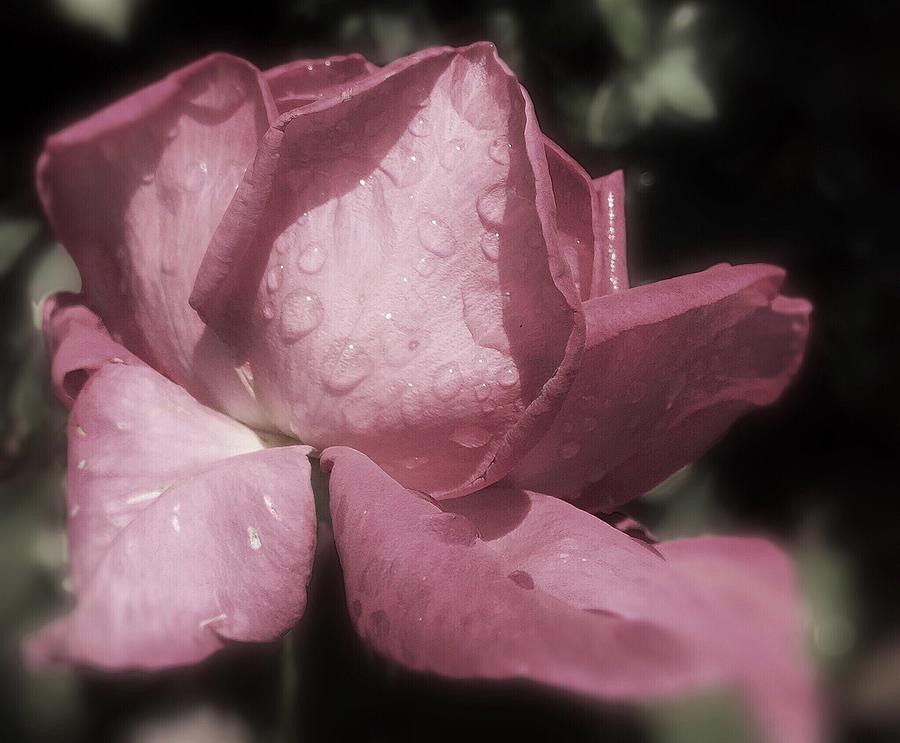 Marco Shot Of Rose Petals With Water Drops Photograph by Jill Mayes / EyeEm Marco Shot Of Rose Petals With Water Drops Photograph by Jill Mayes / EyeEm