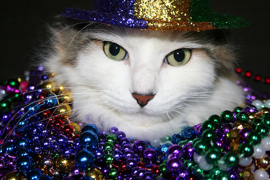 mardi gras cat images