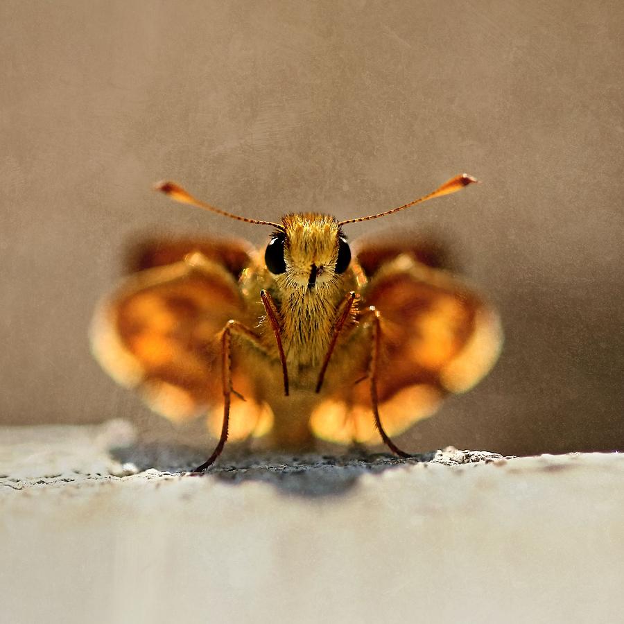 Mardon Skipper Butterfly Staring At Me Photograph by Tracie Schiebel