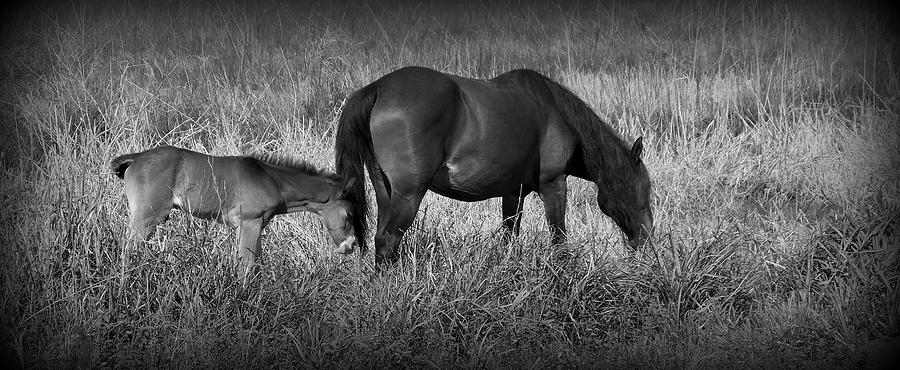Mare an Colt on Prairie B W 1 Photograph by Sheri McLeroy