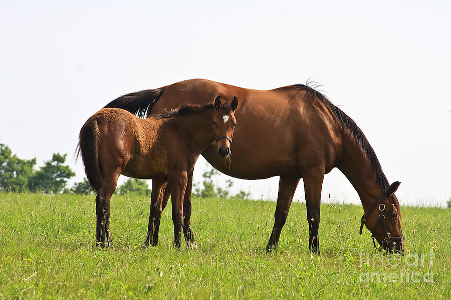 Mare and Colt Photograph by Jill Lang