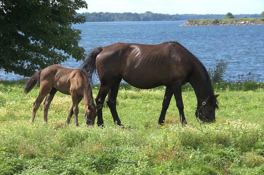 Horse Photograph - Mare and Colt by Valerie Kirkwood