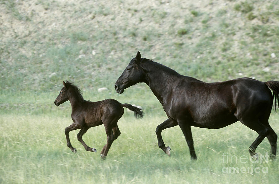 Mare and Foal Photograph by Alan and Sandy Carey and Photo Researchers