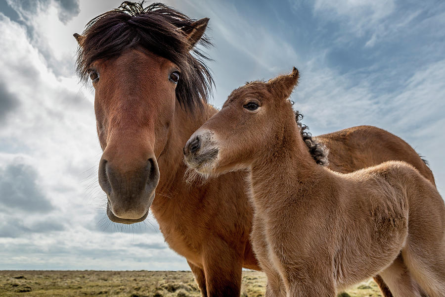 Mare And Foal Photograph by Arctic-images