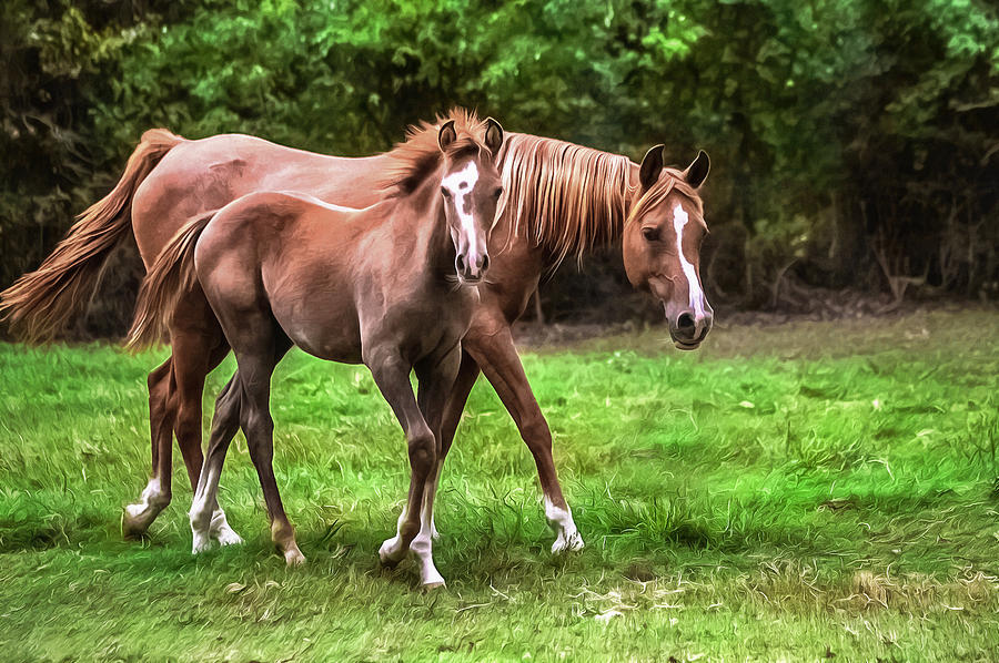 Mare and Foal Photograph by CarolLMiller Photography