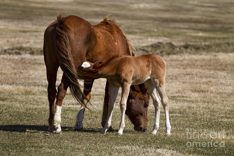 Mare And Foal Feeding   #0695 Photograph by J L Woody Wooden