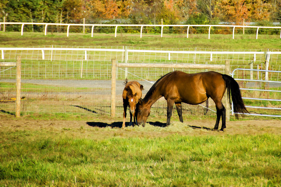 Animal Photograph - Mare and Foal in Autumn by Donna Doherty