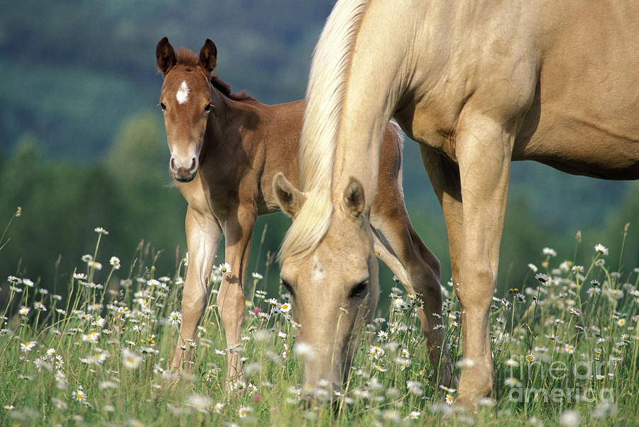 Mare And Foal In Meadow Photograph by Rolf Kopfle