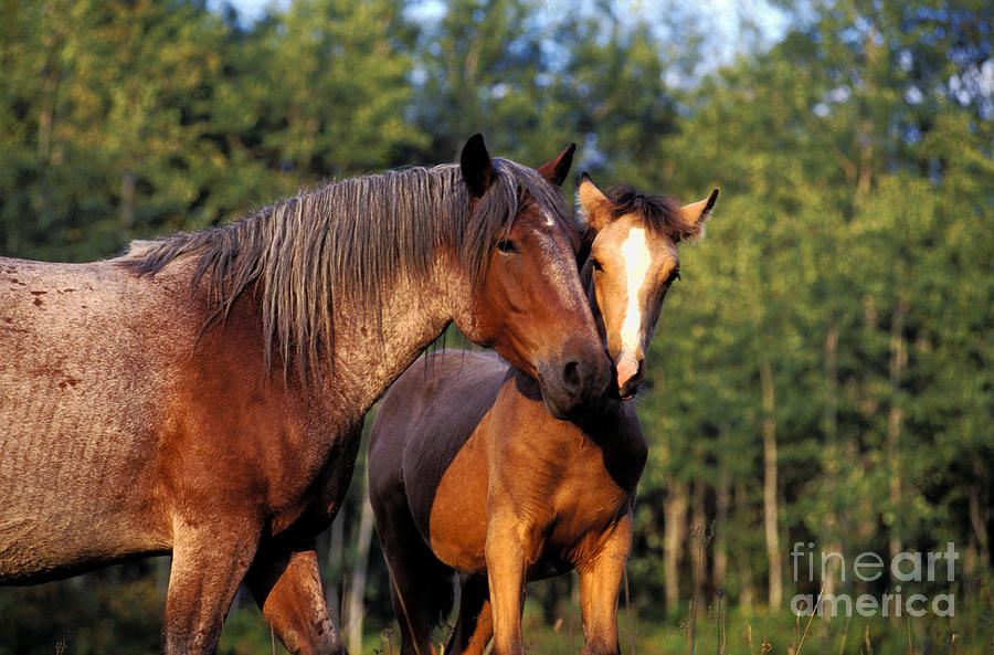 Mare And Foal In Summer Pasture Photograph by Rolf Kopfle