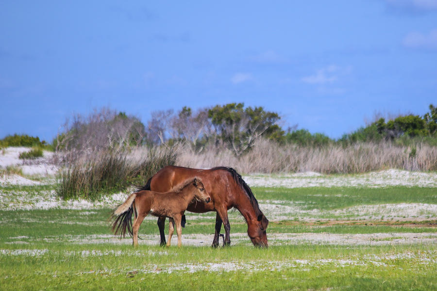 Mare and Foal IV Photograph by Paula OMalley